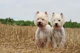 WESTIE 391